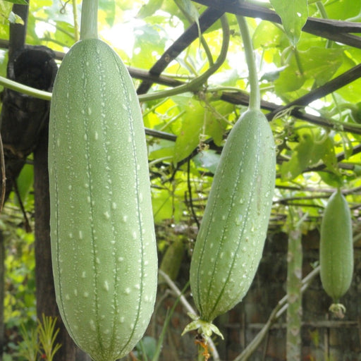Green ridge gourds with visible ridges and water droplets hanging from a garden vine.