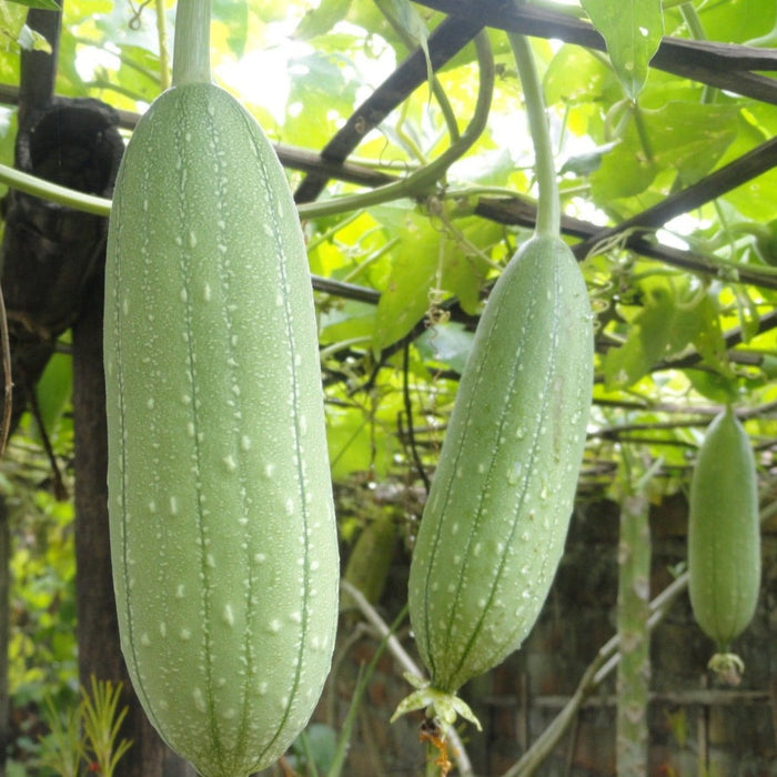 Green ridge gourds with visible ridges and water droplets hanging from a garden vine.