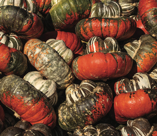 Colorful autumn gourds & pumpkins: red, green, white, black. Striped, bumpy, uniquely shaped harvest squash.