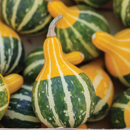 Vibrant yellow and green striped ornamental gourds for autumn and fall harvest decor.