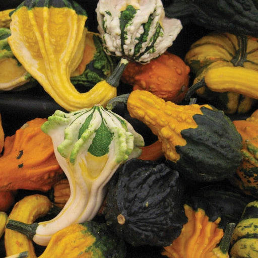 Assorted vibrant fall gourds: yellow, orange, white, green. Unique shapes for autumn decor & harvest displays.