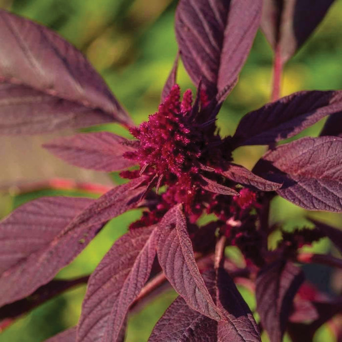 Vibrant red Amaranth plant with deep burgundy leaves and fuzzy, spiky dark red flowers, a striking garden ornamental.