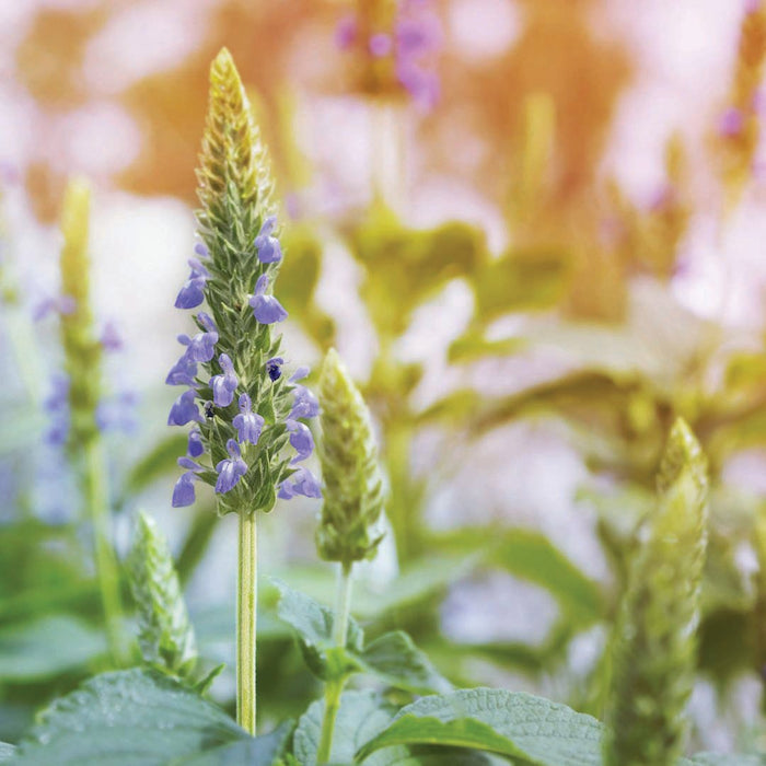 Vibrant lavender flower spike in bloom, surrounded by green foliage, sunlit garden.