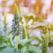 Vibrant lavender flower spike in bloom, surrounded by green foliage, sunlit garden.