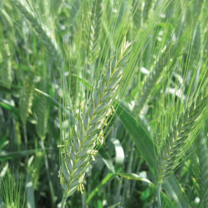 Detailed view of green wheat heads and stalks in a sunny agricultural field, healthy grain crop.