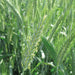 Detailed view of green wheat heads and stalks in a sunny agricultural field, healthy grain crop.
