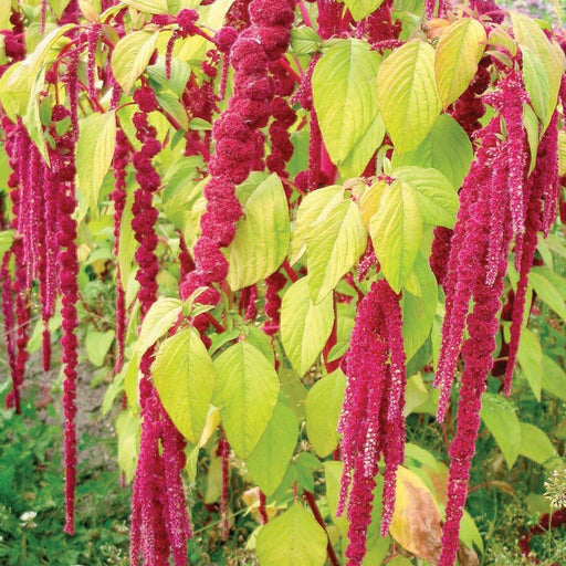 Love-Lies-Bleeding Amaranth: vibrant red cascading flower plumes and green foliage.