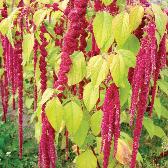 Love-Lies-Bleeding Amaranth: vibrant red cascading flower plumes and green foliage.