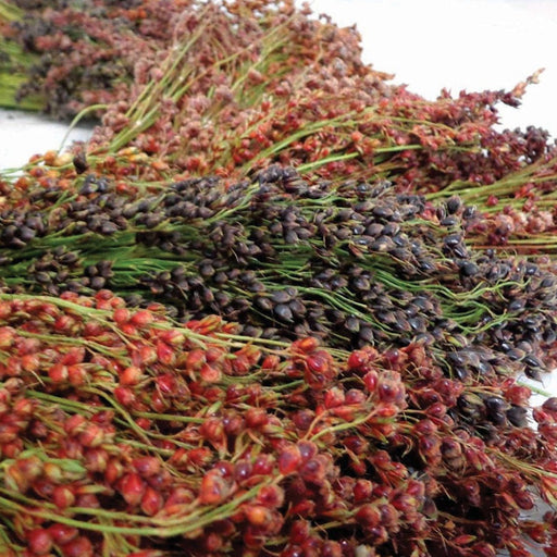 Harvested red and black sorghum grain bundles.