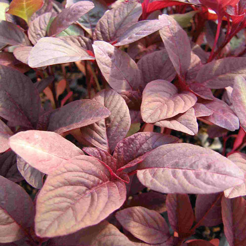 Red-leafed plant with vibrant burgundy foliage, ideal for ornamental garden landscaping and color.