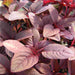 Red-leafed plant with vibrant burgundy foliage, ideal for ornamental garden landscaping and color.