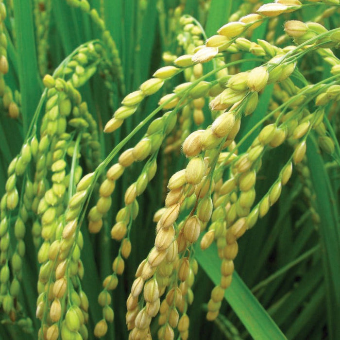 Ripening rice grains, golden and green, on stalks in a vibrant rice paddy field. Ready for harvest.