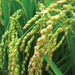 Ripening rice grains, golden and green, on stalks in a vibrant rice paddy field. Ready for harvest.