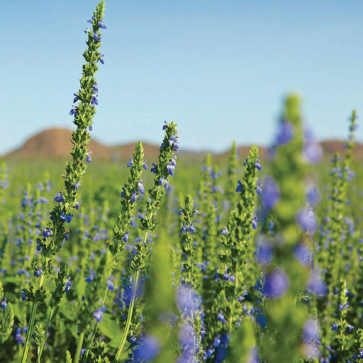 Field of blooming chia plants with vibrant blue-purple flowers and green stalks. Organic superfood and omega-3 seed crop.