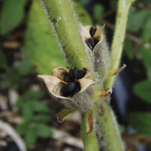 Open, dried plant seed pods with black seeds on a fuzzy green stem. Close-up of botanical detail.