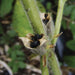 Open, dried plant seed pods with black seeds on a fuzzy green stem. Close-up of botanical detail.