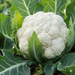 Fresh white cauliflower growing with vibrant green leaves in a garden.