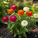 Vibrant zinnias blooming in a garden: magenta, orange, red, and white flowers with green leaves.