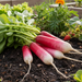 Freshly harvested French Breakfast radishes with green tops on dark soil in a garden with lettuce, strawberries, marigolds.