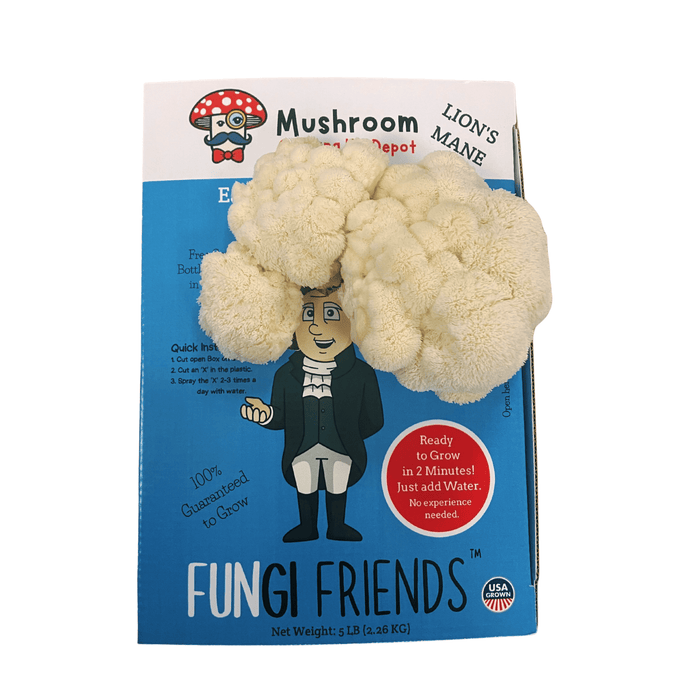 Fresh, shaggy white Lion's Mane mushroom growing from a Fungi Friends kit. Blue box reads Mushroom Depot, USA Grown, Ready to Grow.