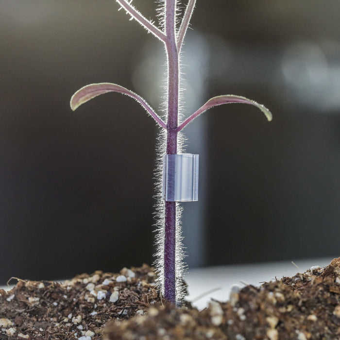 Purple, hairy plant seedling stem with a clear support clip, growing in rich soil.