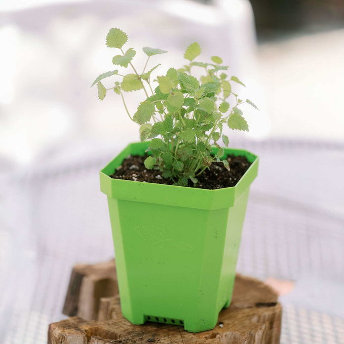 5" Reusable Seed Starting Pots with Insert