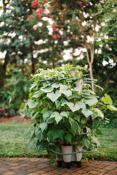 Lush green cucumber and bean plants growing in a tiered vertical garden planter on wheels, on a brick patio.