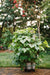 Lush green cucumber and bean plants growing in a tiered vertical garden planter on wheels, on a brick patio.