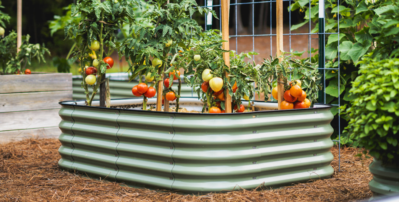 Thriving tomato plants with ripening red, orange, and green tomatoes in a green corrugated metal raised garden bed, pine straw mulch.
