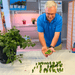Man proudly displays fresh green peppers, a successful harvest from his indoor pepper plant. Many peppers on table.