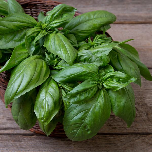 Fresh green basil leaves in a woven basket on a rustic wooden background.