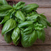 Fresh green basil leaves in a woven basket on a rustic wooden background.