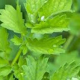 Vibrant green leaves with sparkling water droplets. Fresh garden herbs.