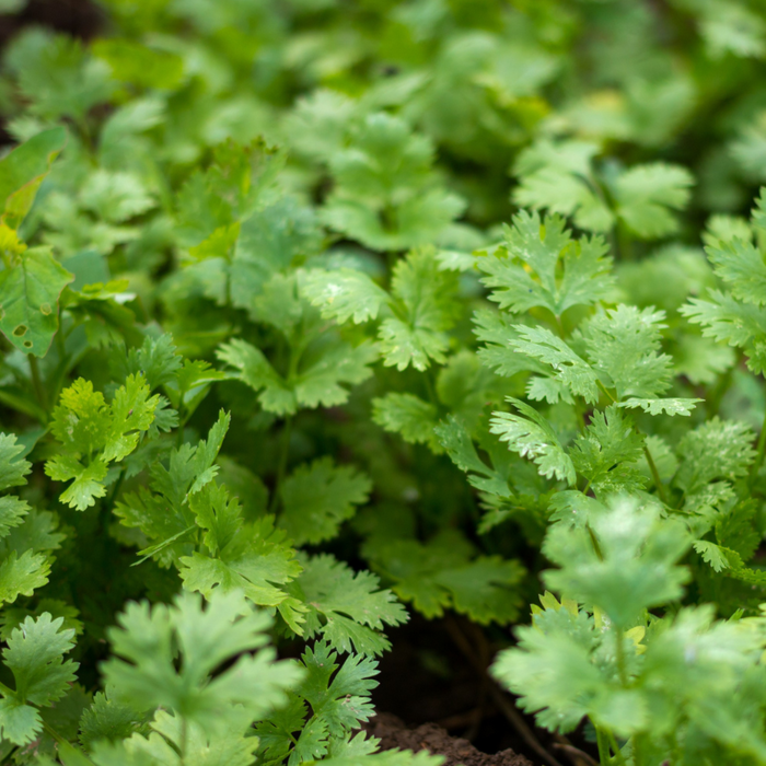 Vibrant green cilantro plants growing in a garden bed. Fresh organic herbs for healthy cooking.