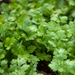 Vibrant green cilantro plants growing in a garden bed. Fresh organic herbs for healthy cooking.