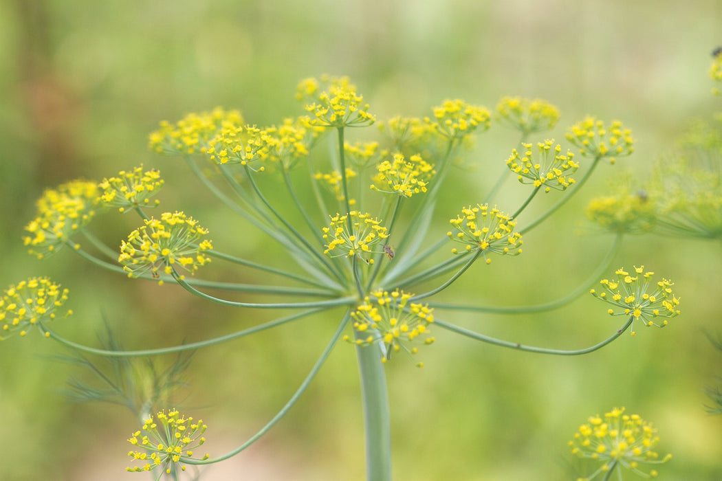 Bright yellow dill flowers in full bloom, featuring delicate umbels and a tiny insect, against a soft green garden.