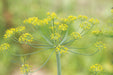 Bright yellow dill flowers in full bloom, featuring delicate umbels and a tiny insect, against a soft green garden.