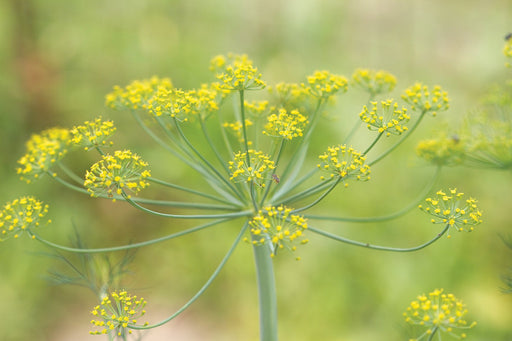 Bright yellow dill flowers in full bloom, featuring delicate umbels and a tiny insect, against a soft green garden.