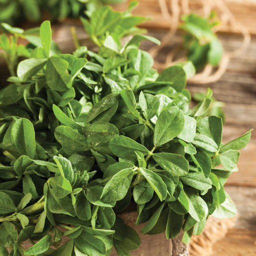 Fresh green fenugreek leaves (methi) with water droplets, on a rustic wooden background. Healthy cooking.