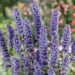 Tall, spiky purple Agastache flowers blooming in a garden. Beautiful perennial plant for vibrant landscaping.