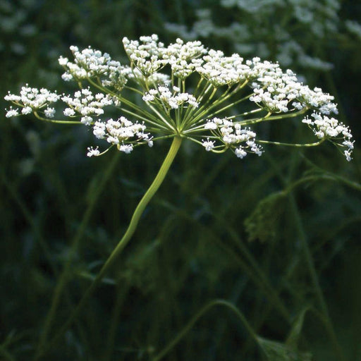 White umbel wildflower, similar to Queen Anne's Lace, featuring delicate small blossoms on a green stem, dark background.