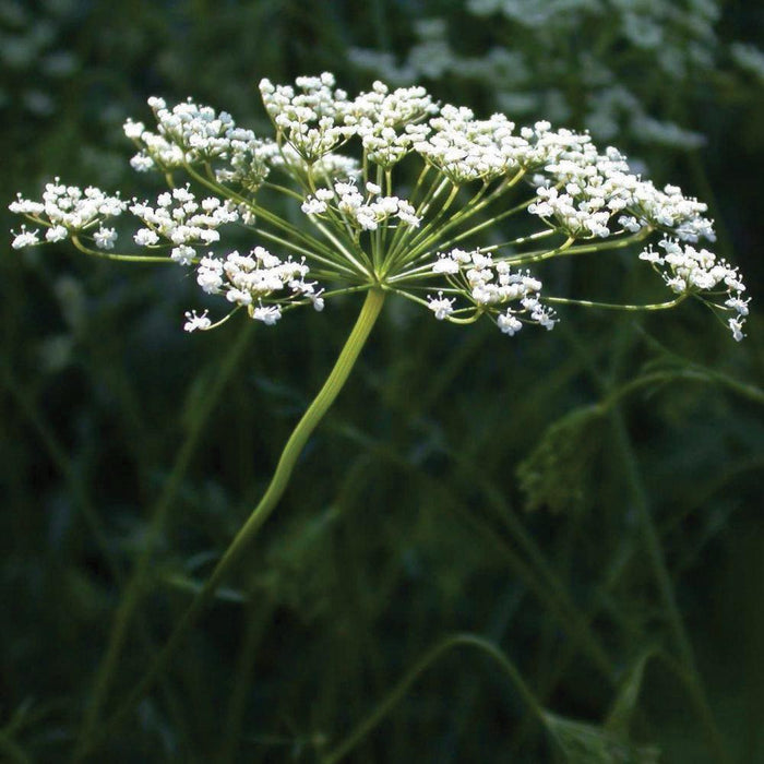 White umbel wildflower, similar to Queen Anne's Lace, featuring delicate small blossoms on a green stem, dark background.