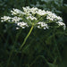White umbel wildflower, similar to Queen Anne's Lace, featuring delicate small blossoms on a green stem, dark background.