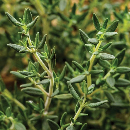 Fresh green thyme herb plant close-up. Culinary garden herb, aromatic leaves.