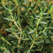 Fresh green thyme herb plant close-up. Culinary garden herb, aromatic leaves.