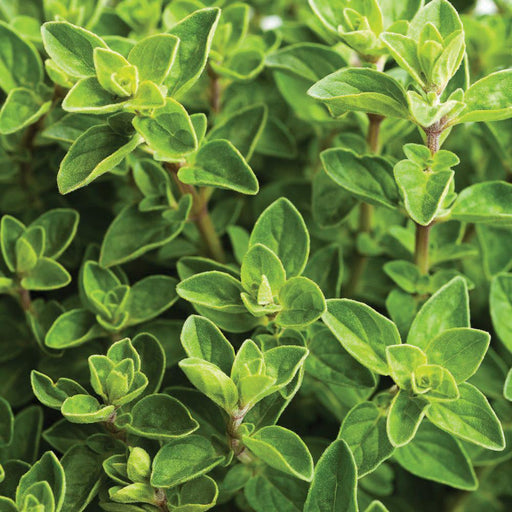 Vibrant green oregano plant with small, fuzzy leaves, a fresh culinary herb.