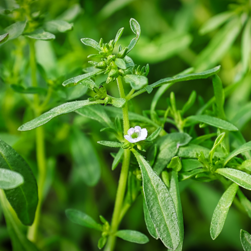 Delicate white wildflower with pink center blooming on a green plant, surrounded by buds and lush foliage.