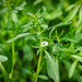 Delicate white wildflower with pink center blooming on a green plant, surrounded by buds and lush foliage.