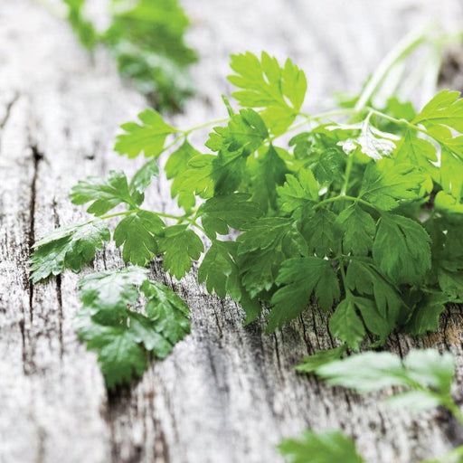 Fresh green parsley sprigs on a rustic wooden background. Healthy herbs for cooking and garnish.