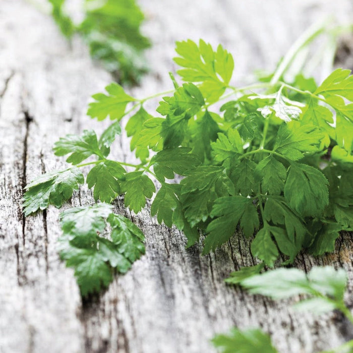 Fresh green parsley sprigs on a rustic wooden background. Healthy herbs for cooking and garnish.